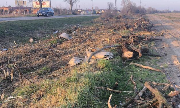 Felháborodtak a helyiek – Válogatás nélkül vágják a fákat a pesti agglomeráció fontos útja mentén, megtörte a csendet a munkát végző E-ON Hungária