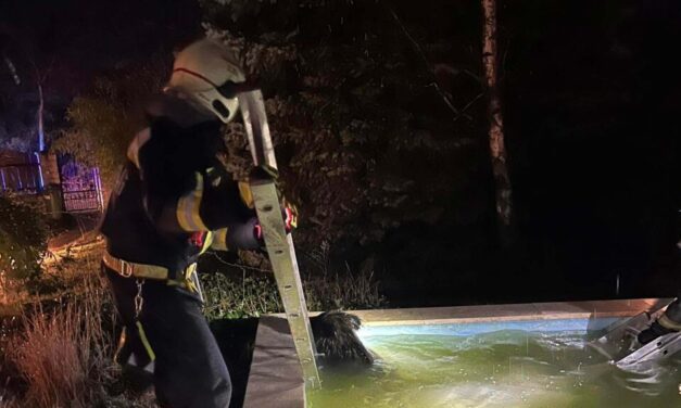 Kerti medencébe esett egy vaddisznó Budakeszin, a helyi önkéntes tűzoltók próbálták megmenteni