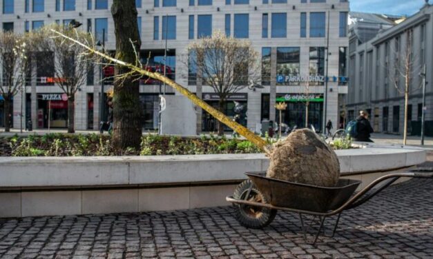 Pótolták a kitört fát a Blaha Lujza téren – a fenyőgyilkos állja a költségeket