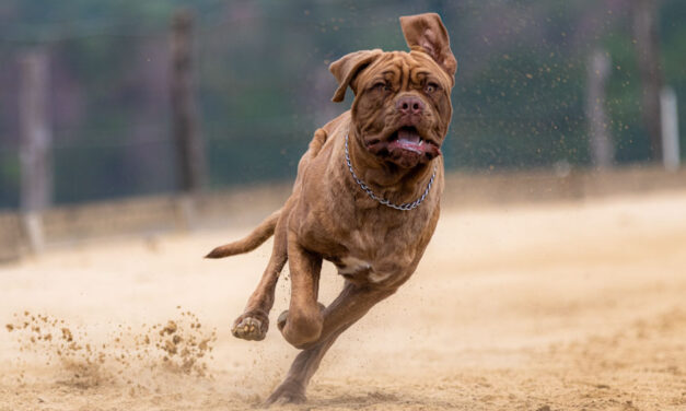 Több emberre ráuszította kutyáit egy férfi a fővárosban, már a rendőrök is keresik
