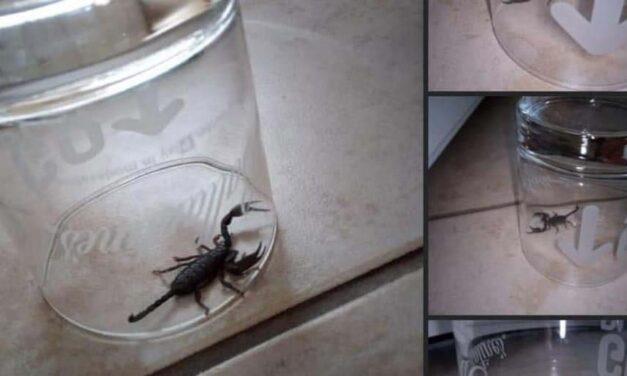 Sokkoló meglepetés – skorpiót talált egy nő a Pesti úton vásárolt akciós eperben