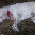 Brutális állatkínzás Fóton: valósággal kivégeztek kutyát – Sokkoló fotók
