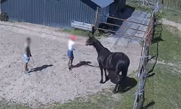 Kétszer is elloptak egy lovat az önjelölt “cowboyok”, a fiatalok pechjére mindent felvett a kamera – VIDEÓ