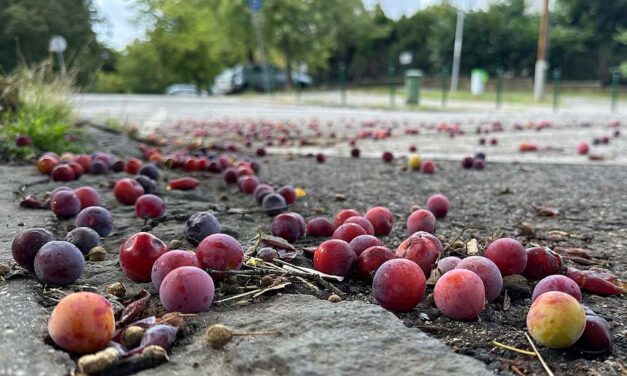 Ringlófák Budán – A lehulló gyümölcsök megkeserítik a gyalogosok életét, miközben a sok színes ringló máshol drága pálinka alapanyag