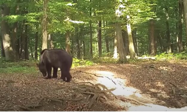 Megint felbukkant a Bükkben a medve: fotók is készültek róla, ahogyan a természetben kószál