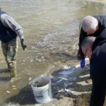 Tömegével pusztulnak a halak a Velencei-tóban, itt a magyarázat a döbbenetes jelenségre