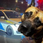 Döbbenet: Kutyájával fajtalankodott egy férfi Józsefvárosban, a cselekmény közben ököllel verte az állatot