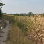 Holtan találták meg az eltűnt kéthetes csecsemőt, az anya egy zavaros történettel állt elő
