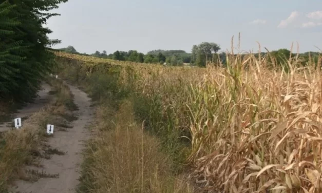 Nagydorogi csecsemőgyilkosság: súlyosan bántalmazhatta az édesanyja halála előtt a kéthetes csecsemőt, a rendőrség őrizetbe vette Viktóriát