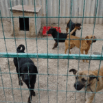 „Cafatokra tépték a lányomat” – 6 kutya támadt rá a 13 éves kislányra Zsámbékon, súlyosabb büntetést kérnek a gazdára