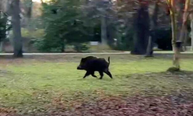 Afrikai sertéspestist azonosítottak elhullott vaddisznóban a Szentendrei-szigeten