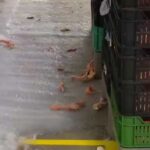 Újra lecsapott a Néhib a gyrososokra: hányingert keltő állapotok uralkodtak az üzemekben, 25 helyet zártak be