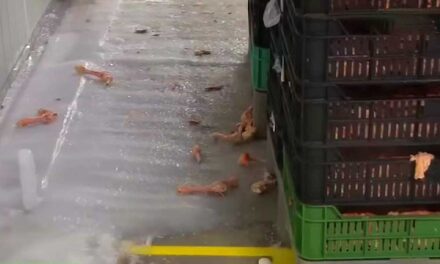 Újra lecsapott a Néhib a gyrososokra: hányingert keltő állapotok uralkodtak az üzemekben, 25 helyet zártak be