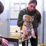 Drograzzia közben egy kistigrist találtak a rendőrök a tiszafüredi házban – videó a cikkben