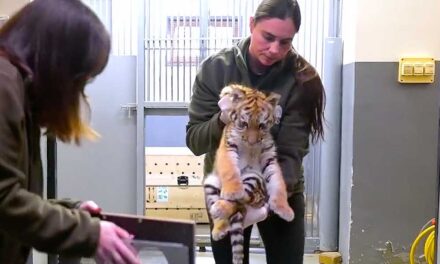 Drograzzia közben egy kistigrist találtak a rendőrök a tiszafüredi házban – videó a cikkben