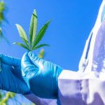 Az orvosi céllal fogyasztott marihuána kérdése Magyarországon – segíthet a nagy fájdalmakon 2. rész