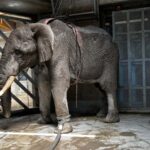 Felesége szeme láttára tapsota halálra a többtonnás elefánt a magyar turistát Srí Lankán