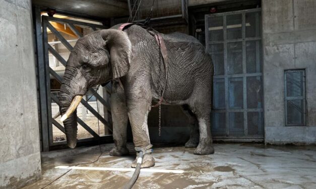 Felesége szeme láttára tapsota halálra a többtonnás elefánt a magyar turistát Srí Lankán