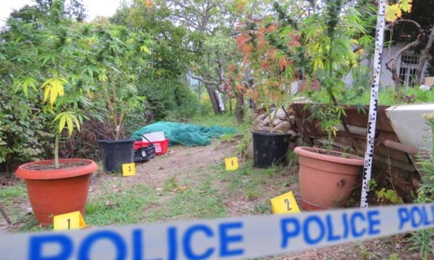 Drogtermesztés miatt 5 év fegyházat kapott a hódmezővásárhelyi Fidelitas volt alelnöke