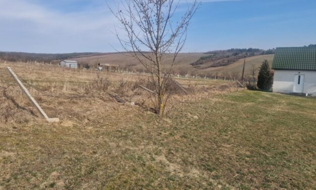 Farkastámadás a borsodi faluban: több szarvast is széttéptek a ragadozók a helyi temetőben