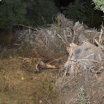 Tiszakécskei eltűnés: 80 éves élettársa is tudhatott arról, hogy veje megölte, majd elrejtette az 54 éves férfit