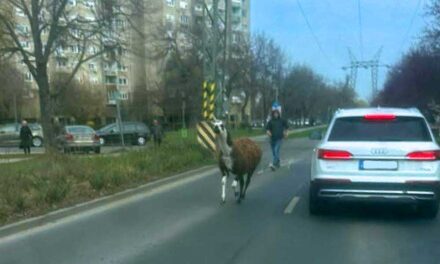Elszabadult egy láma a Havanna-lakótelepen, a helyiek kergették az állatot a panelok között – videó a cikkben