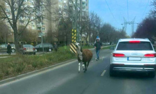 Elszabadult egy láma a Havanna-lakótelepen, a helyiek kergették az állatot a panelok között – videó a cikkben