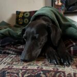 Gazdái autóbalesete után rohant világgá Pipa, 12 nap után találtak rá a váci Kompkötő-szigeten a kutyát