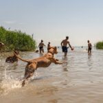 Megszűnik a kutyás strand Keszthelyen, a város felfüggeszti tagságát a Balatoni Szövetségben