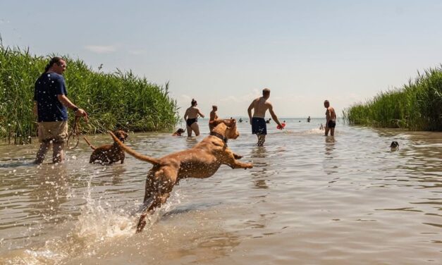 Megszűnik a kutyás strand Keszthelyen, a város felfüggeszti tagságát a Balatoni Szövetségben