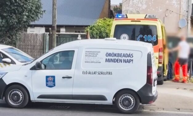 Kutyatámadás Csepelen: saját gazdájára rontott rá az állat, harapta és tépte a nő kezét