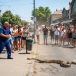 Óriáskígyót találtak Kispesten: Szörnyű baleset érte a kispesti piac közelében kiszabadult hüllőt