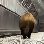 Vaddisznó rontott be a Kossuth téri megállóba, leállították a 2-es metró – videó a cikkben