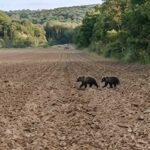 Két kóborló medvét láttak az ukrán-magyar határon Tiszabecsnél, Kárpátaljáról  érkezhettek az állatok