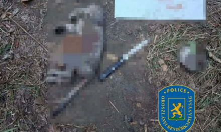 Brutálisan megölt egy macskát a 14 éves fiú Oroszlányba, a fiatal egy erőszakot népszerűsítő online csoport tagja volt