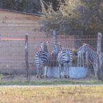 A negyedik hatvanpusztai zebra tetemét is a dögkútba dobták Mészáros Lőrinc vadásztársaságának emberei