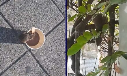 Patkányinvázió Zuglóban: Egyre nagyobb a pánik, az Örs vezér terén fényes napal szaladgálnak a rágcsálók, sok utcában az ablakot sem merik nyitva hagyni